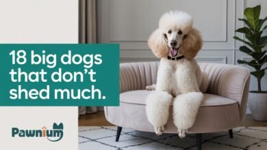 big dogs that don't shed much