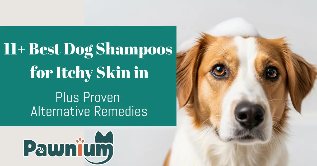 11+ Best-Dog-Shampoos-for-Itchy-Skin