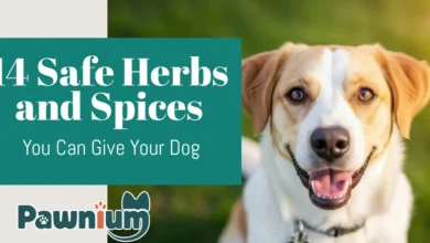 14 Safe-Herbs-and-Spices-You-Can-Give-Your-Dog
