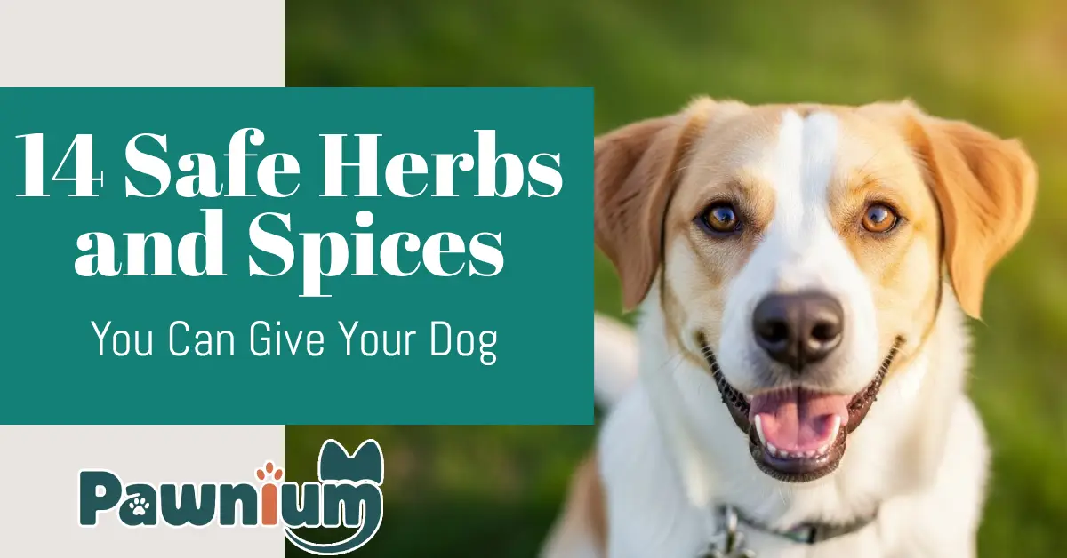 14 Safe-Herbs-and-Spices-You-Can-Give-Your-Dog