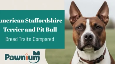 American Staffordshire Terrier