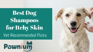 Best Dog Shampoos for Itchy Skin_ Vet-Recommended Picks