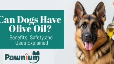 Can Dogs Have Olive Oil