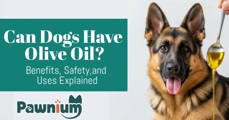 Can Dogs Have Olive Oil