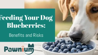 Feeding Your Dog Blueberries