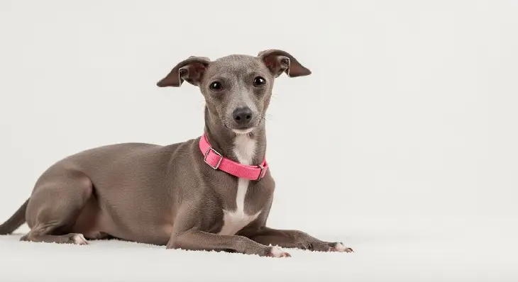 Italian Greyhound