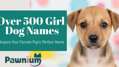 Over 500 Girl Dog Names