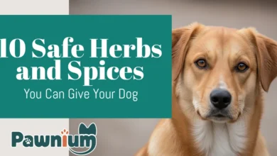safe herbs and spices you can give your dog