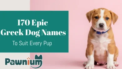 170 Epic Greek Dog Names