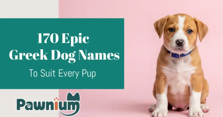 170 Epic Greek Dog Names