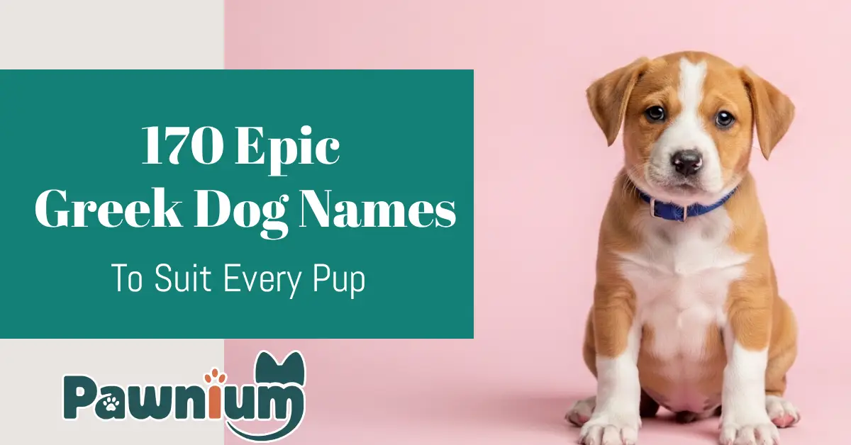 170 Epic Greek Dog Names