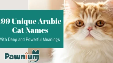 199 Unique Arabic Cat Names