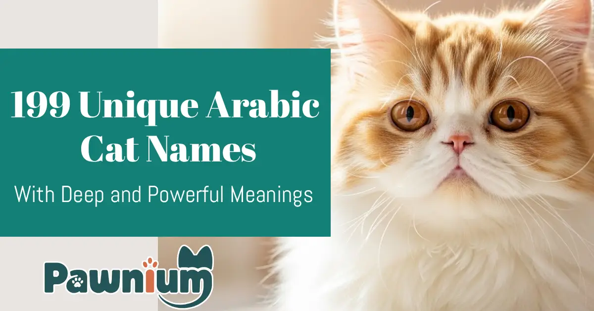199 Unique Arabic Cat Names