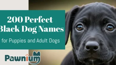 200 Perfect Black Dog Names