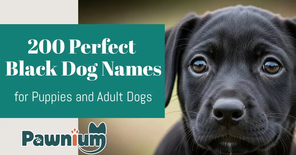 200 Perfect Black Dog Names