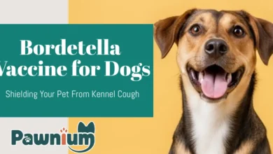 Bordetella Vaccine for Dogs