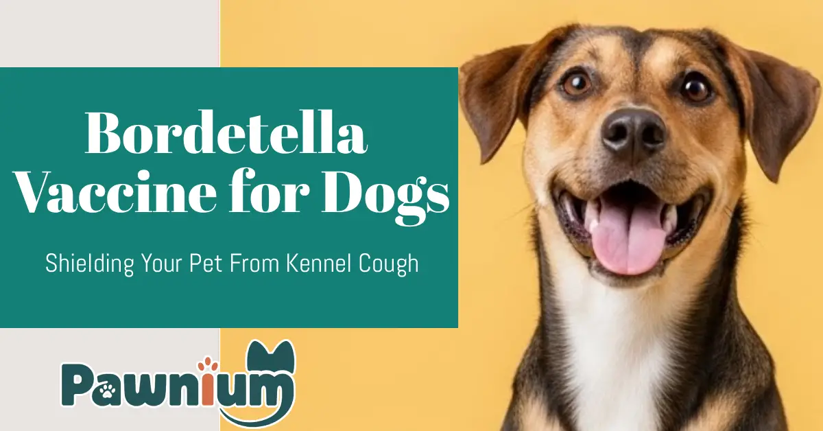 Bordetella Vaccine for Dogs