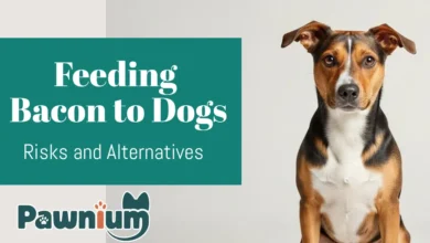 Feeding Bacon to Dogs