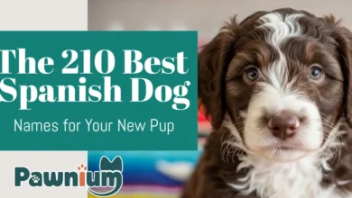 The 210 Best Spanish Dog