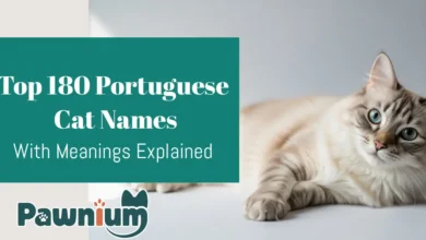 Top 180 Portuguese Cat Names