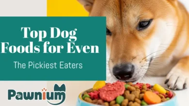 Top Dog Foods