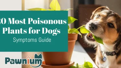 20 Most Poisonous Plants for Dogs