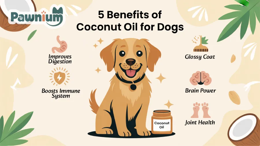 5 Coconut oil benefits for dogs
