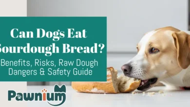 Can Dogs Eat Sourdough Bread?