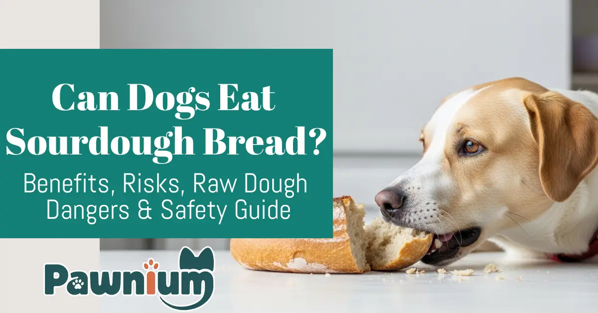 Can Dogs Eat Sourdough Bread?