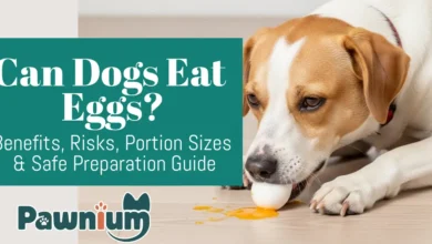 Can Dogs Eat Eggs?