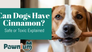 Can Dogs Have Cinnamon?