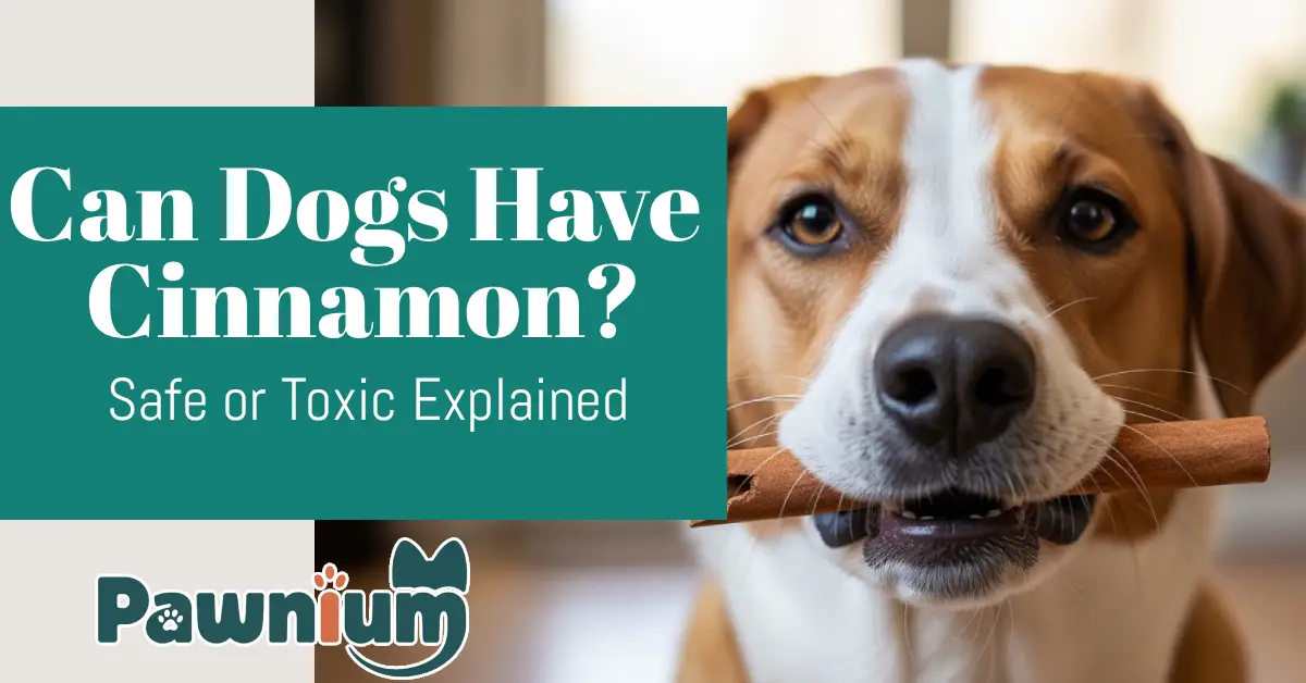 Can Dogs Have Cinnamon?