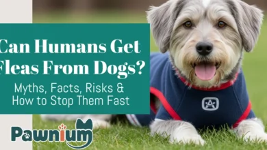 Can Humans Get Fleas From Dogs?