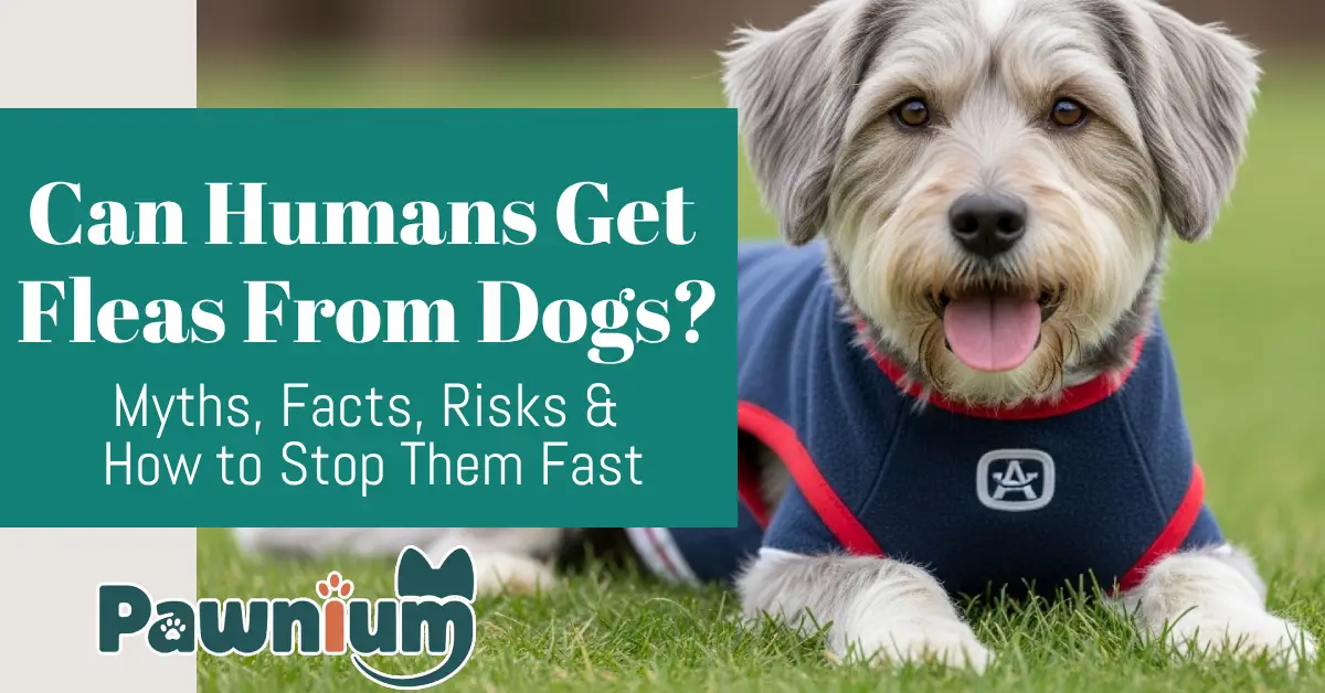 Can Humans Get Fleas From Dogs?
