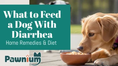 What to Feed a Dog With Diarrhea