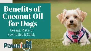 benefits of coconut oil for dogs