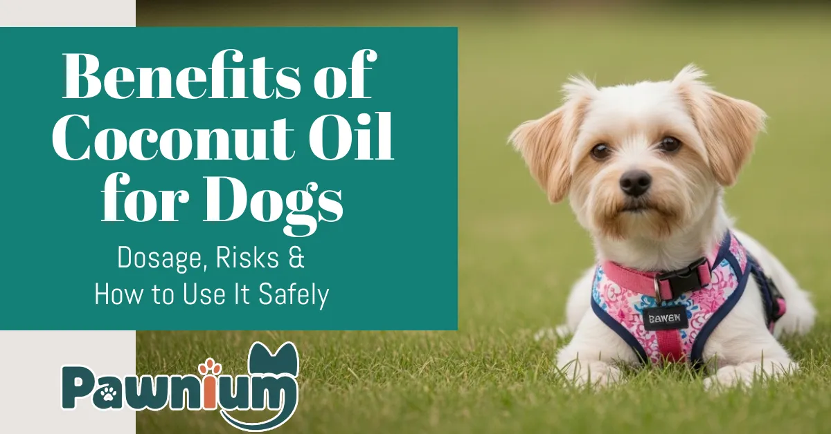 benefits of coconut oil for dogs