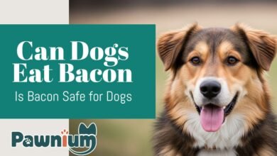 can dogs eat bacon