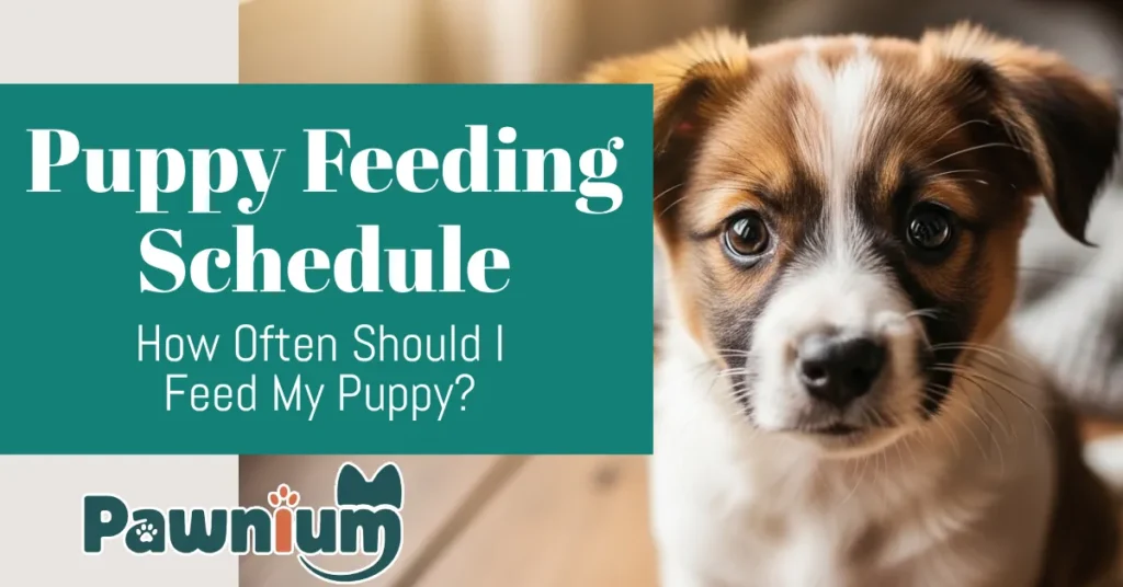 how often should i feed my puppy