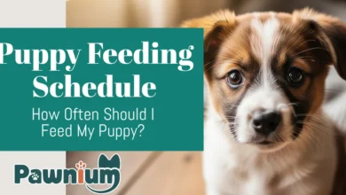 how often should i feed my puppy