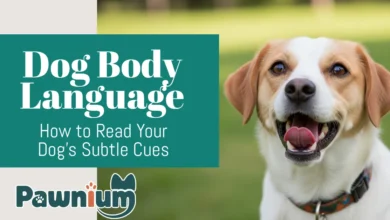 how to read dog body language