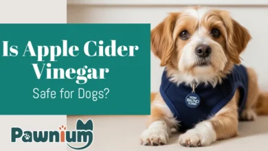 is apple cider vinegar safe for dogs