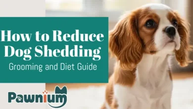 How to reduce dog shedding at home