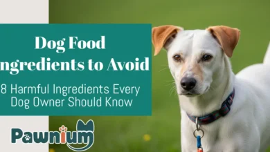 Dog Food Ingredients to Avoid