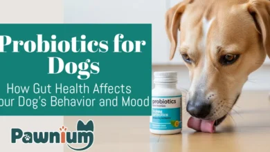 Probiotics for Dogs