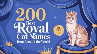 200 Best Royal Cat Names From Around the World