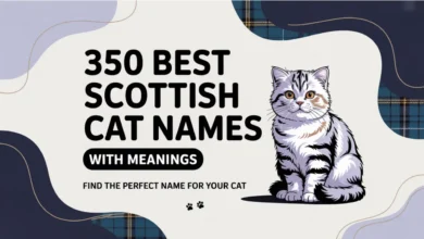 350 Best Scottish Cat Names With Meanings