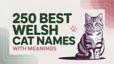 250 Best Welsh Cat Names With Meanings